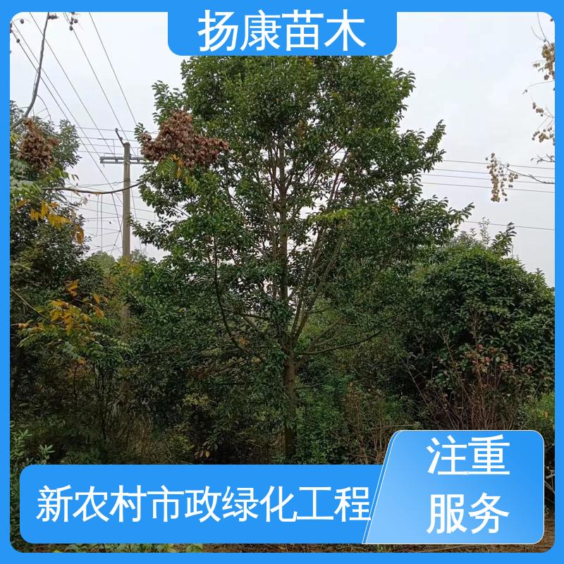 扬康苗木 基地供应 湖 南 乐 昌含笑 道路绿化行道苗 树形丰富 成活率高