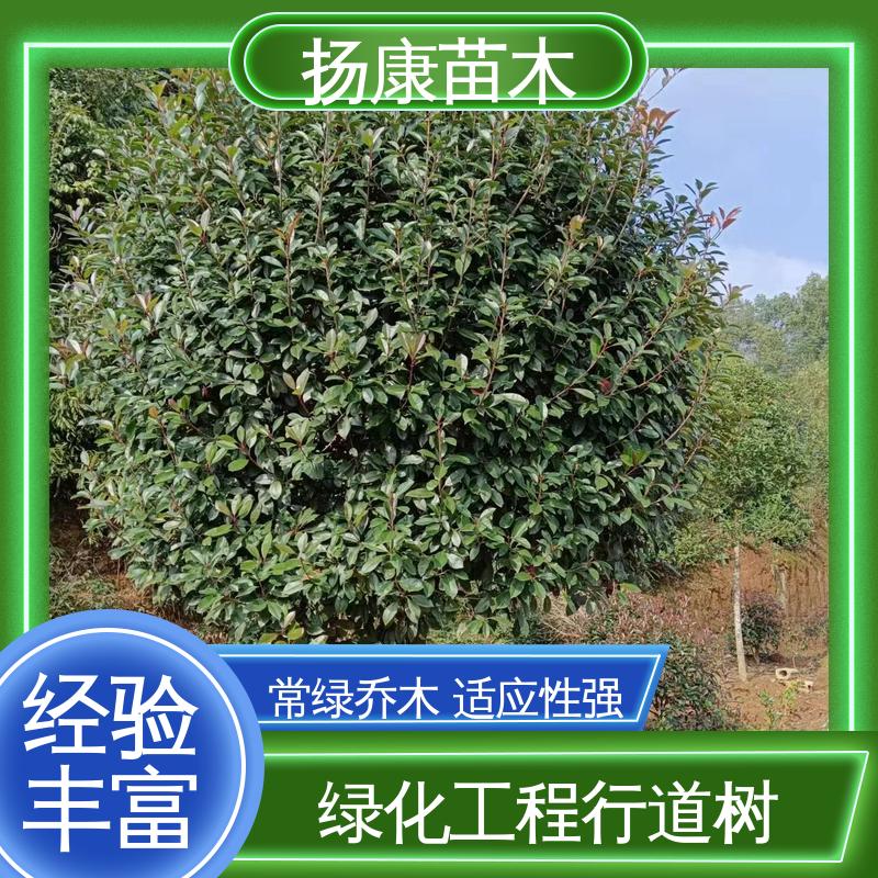扬康苗木 基地供应 纸石楠球 城市景观绿化树 适用性强 规格齐全