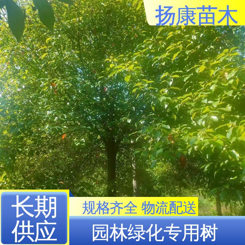 扬康苗木 基地供应 18公分香樟 园区道路绿化苗 适用性强 规格齐全