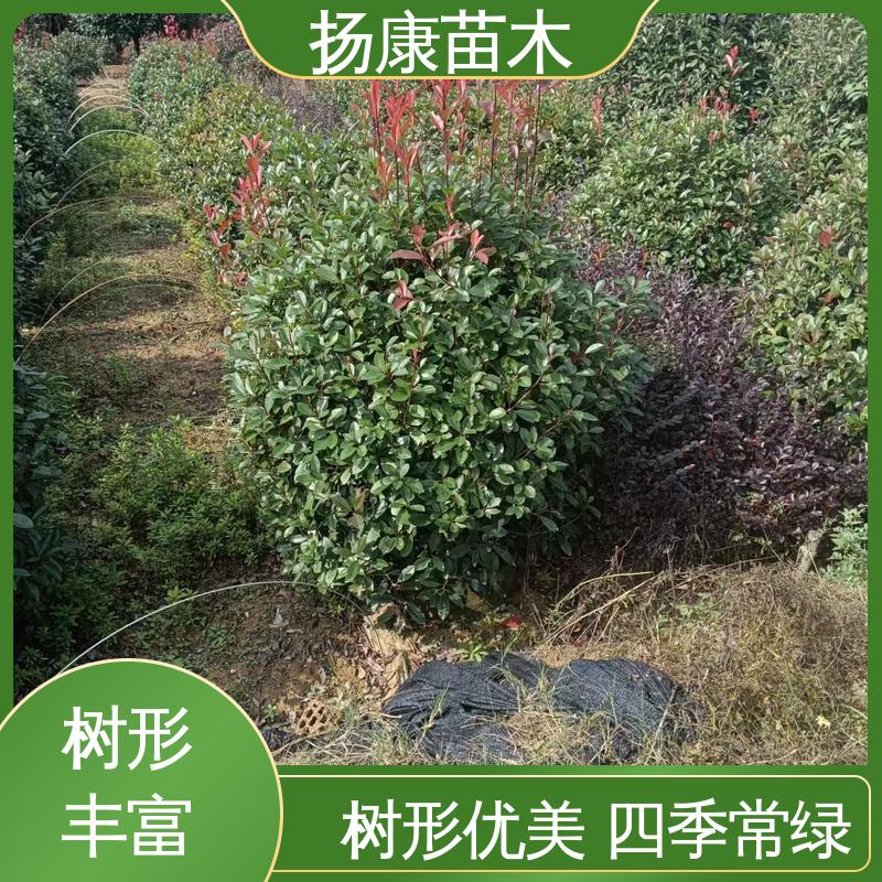 扬康苗木 红叶南栓 园林绿化专用树 树形丰富 成活率高