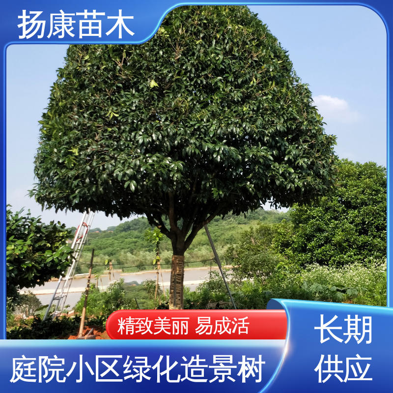 扬康苗木 30公分香樟 庭院小区绿化造景树 枝叶紧密 美丽多姿
