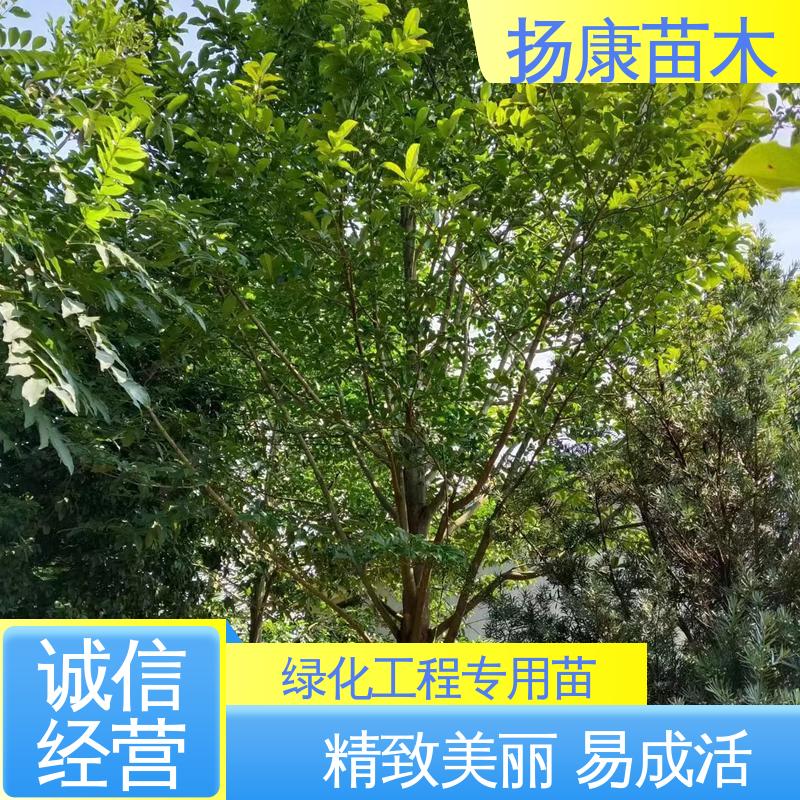 扬康苗木 乐 昌含笑苗 绿化工程行道树 枝叶紧密 美丽多姿