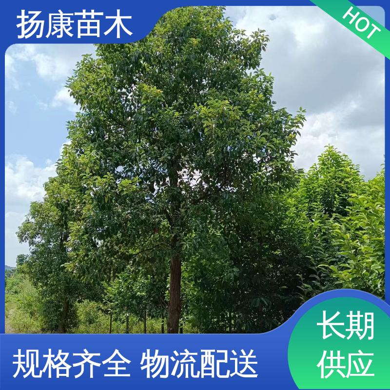 扬康苗木 15公分香樟 庭院小区绿化造景树 环境适应性强