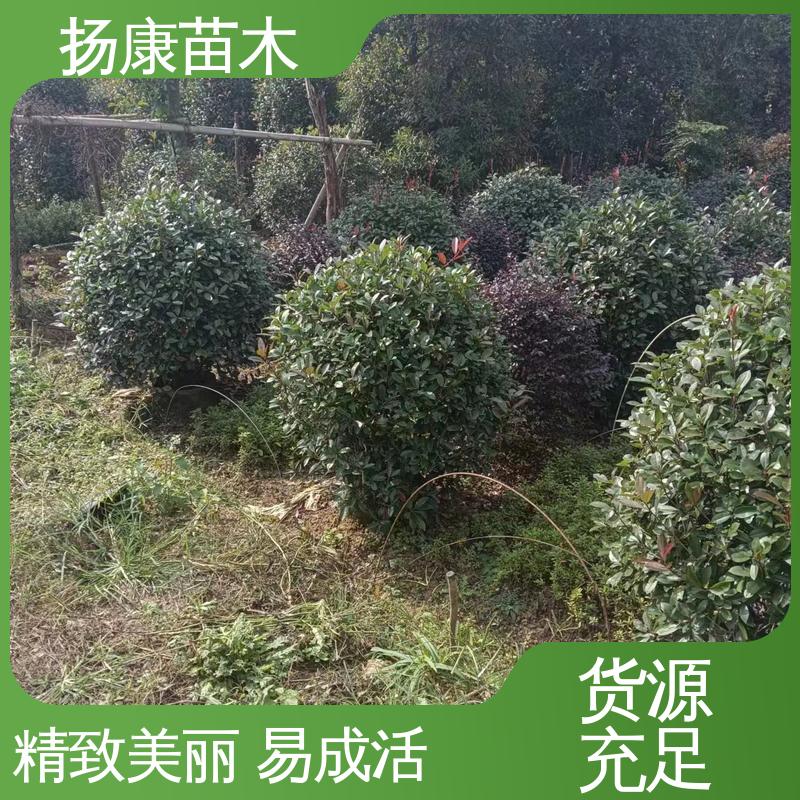 扬康苗木 基地供应 纸石楠球 庭院小区绿化造景树 高成活率 规格齐全