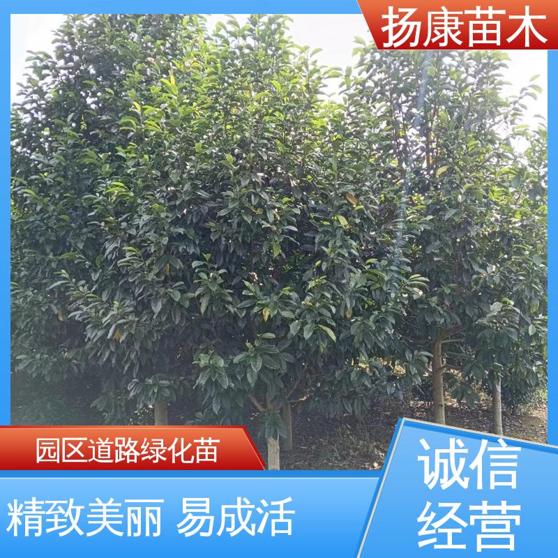 扬康苗木 乐 昌含笑苗 绿化工程行道树 精致美丽 易成活