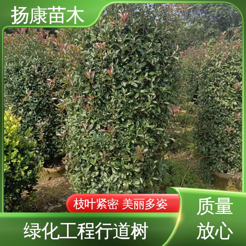 扬康苗木 基地供应 红叶石楠 园林景区栽植 适用性强 规格齐全