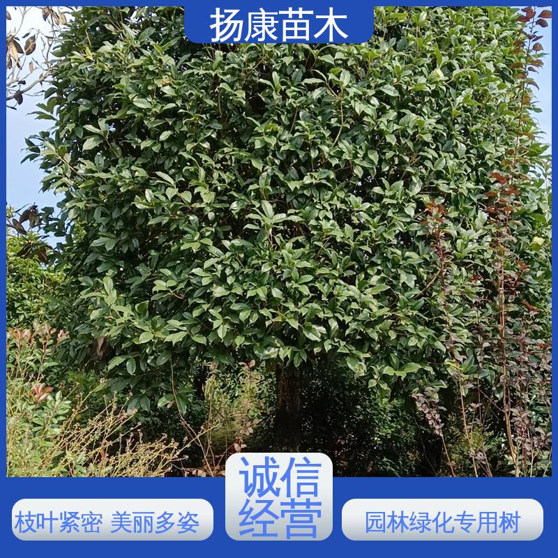 扬康苗木 移植香樟 园林景区栽植 环境适应性强