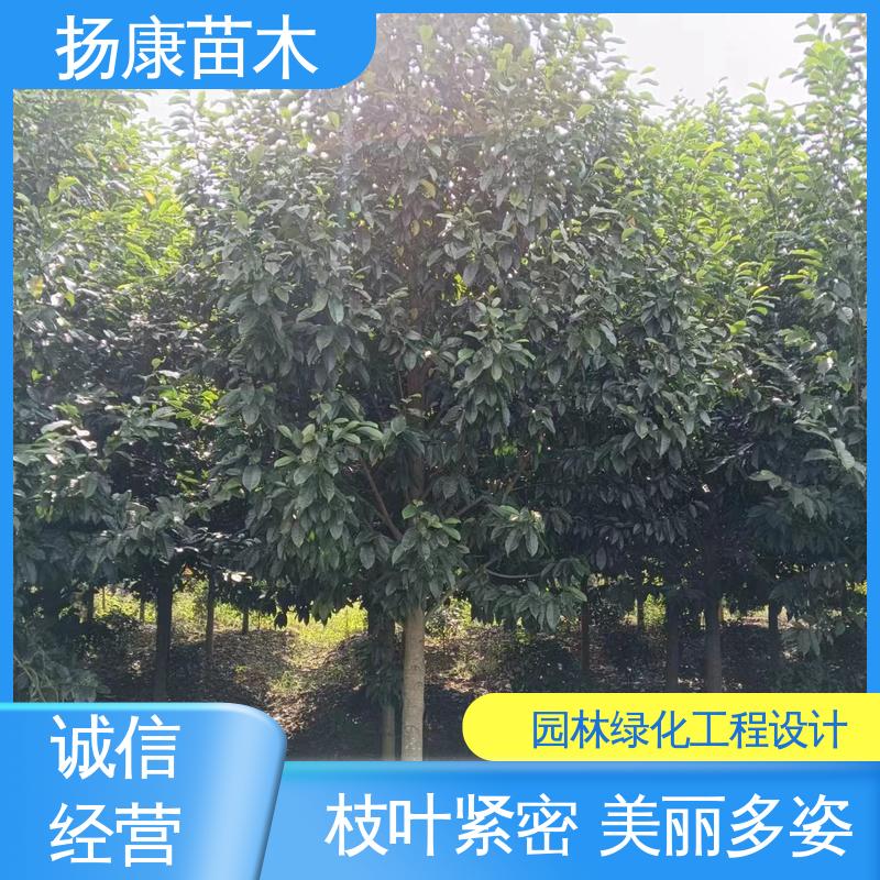 扬康苗木 四 川乐 昌含笑 园区道路绿化苗 观赏价值高