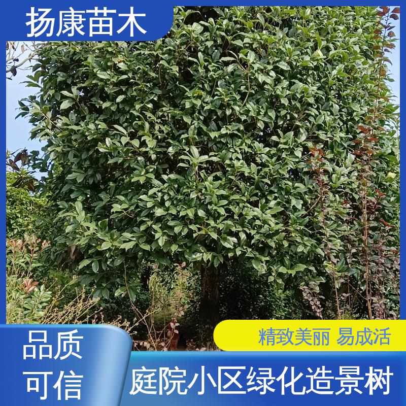 扬康苗木 20公分香樟 城市景观绿化树 树形丰富 成活率高