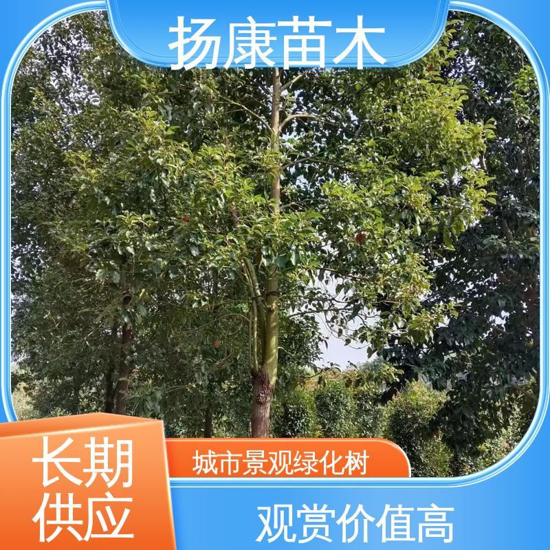 扬康苗木 乐 昌含笑 园林绿化专用树 精致美丽 易成活