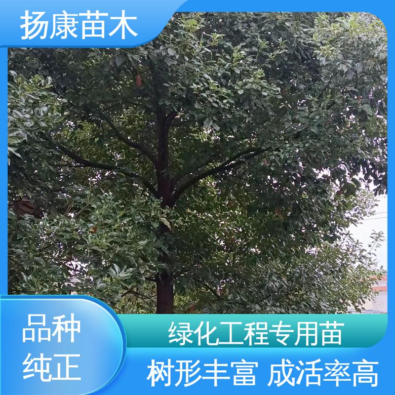 扬康苗木 精品乐 昌含笑 庭院小区绿化造景树 适用性强 规格齐全