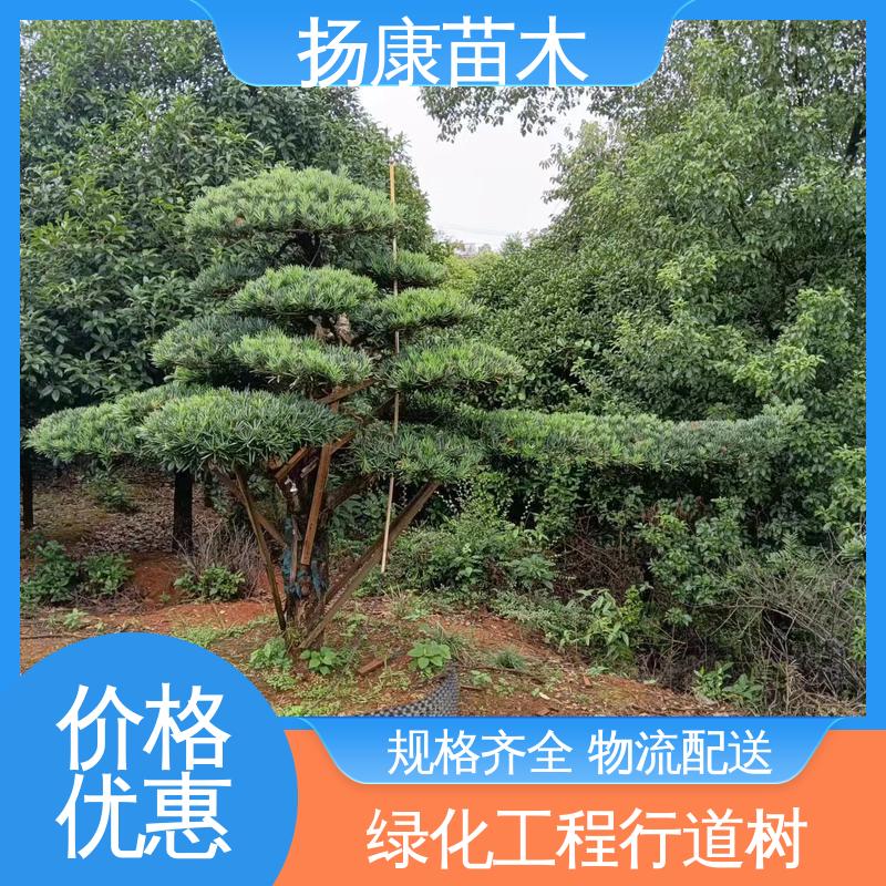 扬康苗木 15公分罗汉松 园林绿化工程设计 高成活率 规格齐全