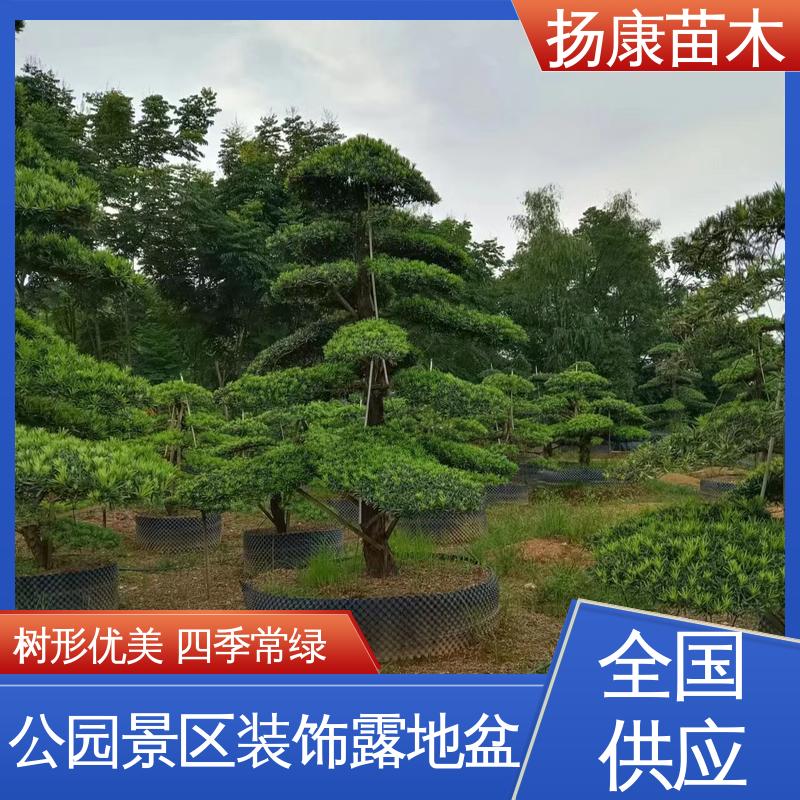 扬康苗木 基地供应 江 苏罗山松 庭院别墅景观树 适用性强 规格齐全