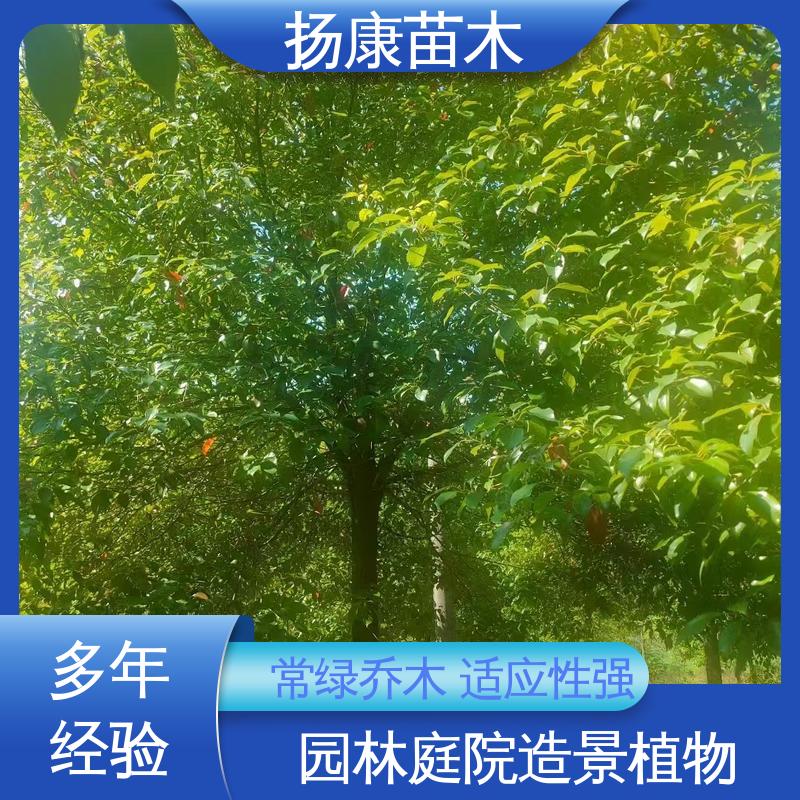 扬康苗木 基地供应 移植香樟 庭院小区绿化造景树 适用性强 规格齐全