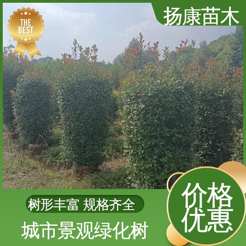 扬康苗木 纸石楠球 园林景区栽植 适用性强 规格齐全