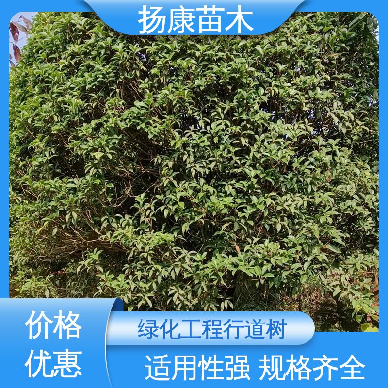 扬康苗木 湖 南 乐 昌含笑 道路绿化行道苗 环境适应性强