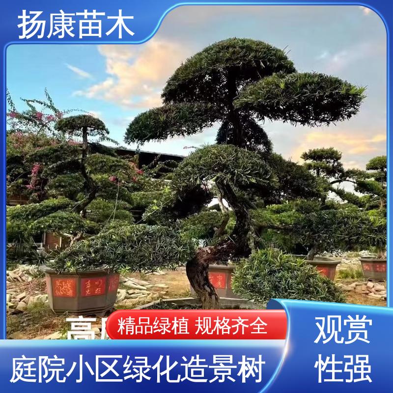 扬康苗木 江 苏罗山松 园林庭院造景植物 高端大气镇宅