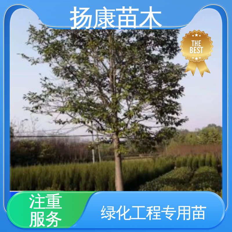 扬康苗木 乐 昌含笑批发 园林庭院造景植物 观赏价值高