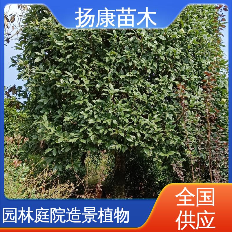 扬康苗木 基地供应 15公分香樟 园林绿化专用树 高成活率 规格齐全