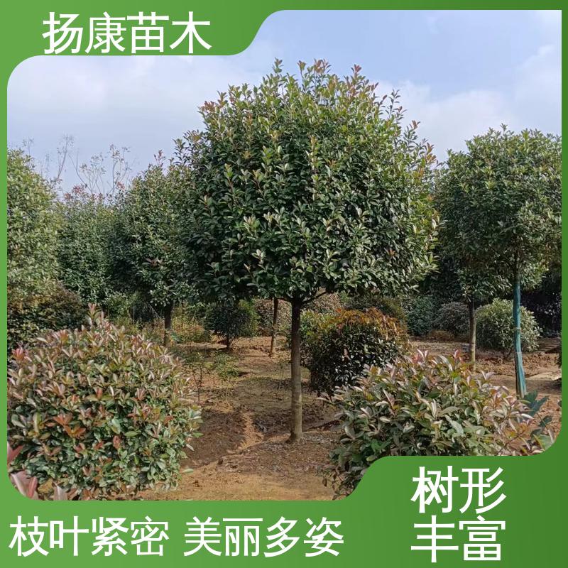 扬康苗木 基地供应 纸石楠球 园林景区栽植 适用性强 规格齐全