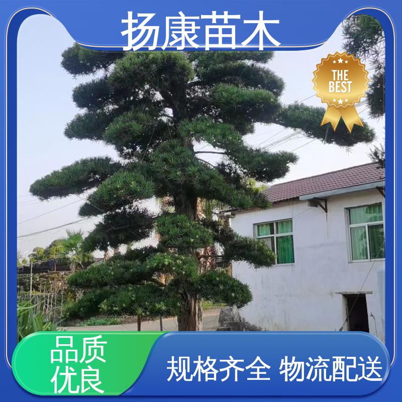 扬康苗木 基地供应 湖 南罗汉松 园林庭院造景植物 常绿乔木 适应性强