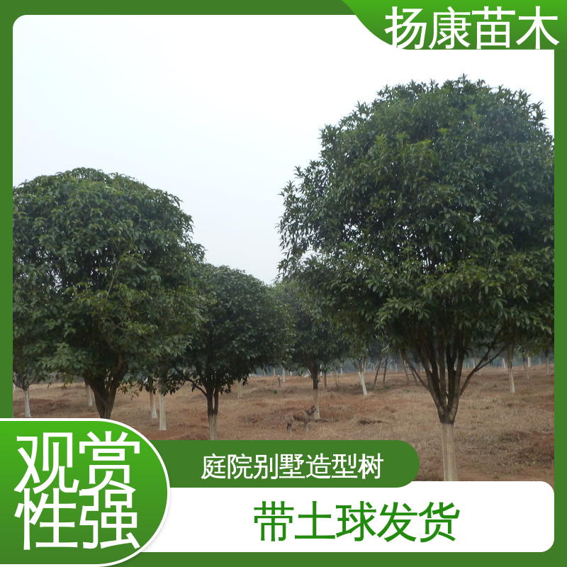 扬康苗木 核花金柱 园区道路绿化苗 环境适应性强