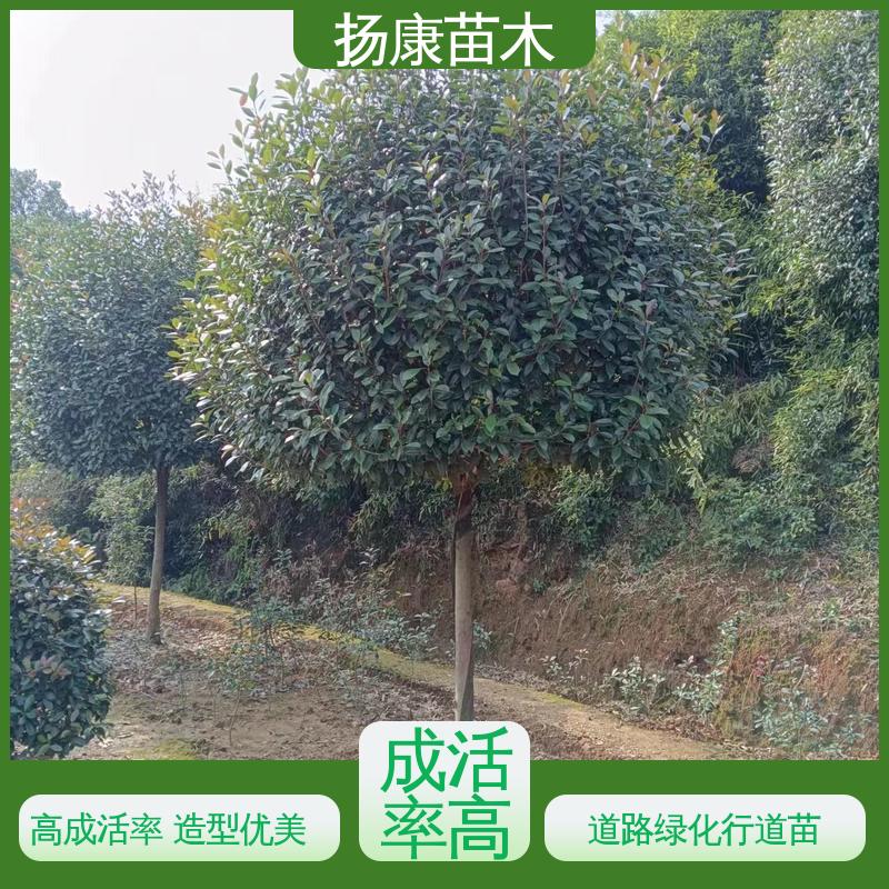 扬康苗木 基地供应 红叶石楠球 绿化工程行道树 造型优美 易成活