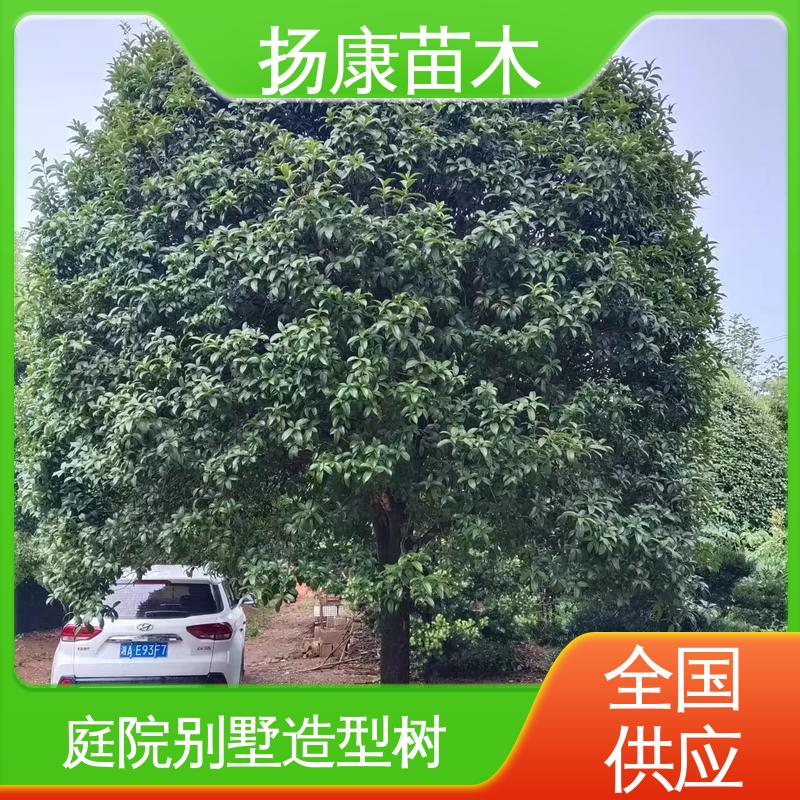 扬康苗木 基地供应 丛虫桂花 园区道路绿化苗 观赏价值高