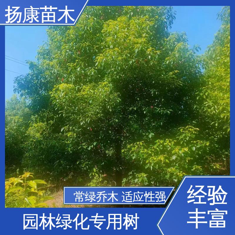 扬康苗木 基地供应 丛生香樟苗 绿化工程改造苗 枝叶紧密 美丽多姿