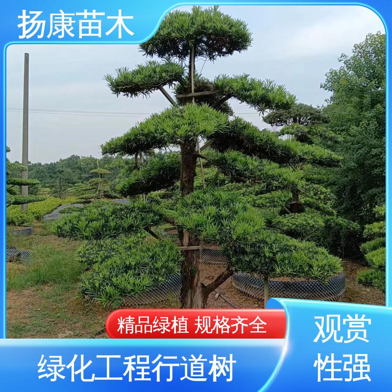 扬康苗木 日 本罗汉松 庭院别墅造景树 枝叶紧密 美丽多姿