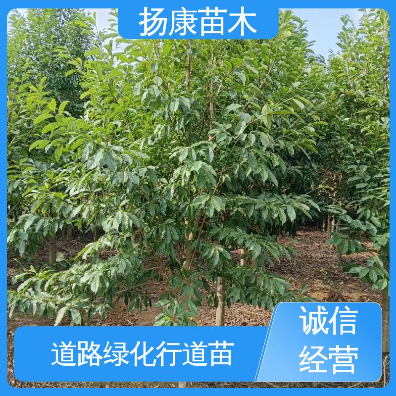 扬康苗木 乐 昌含笑批发 城市景观绿化树 高端大气美观