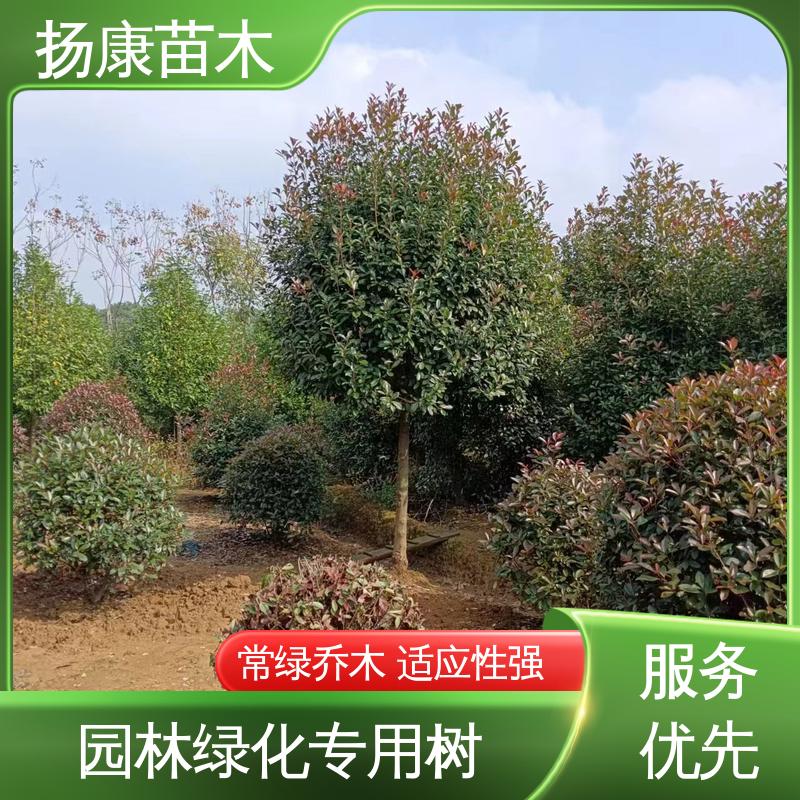 扬康苗木 基地供应 红叶石楠 绿化工程行道树 高成活率 规格齐全
