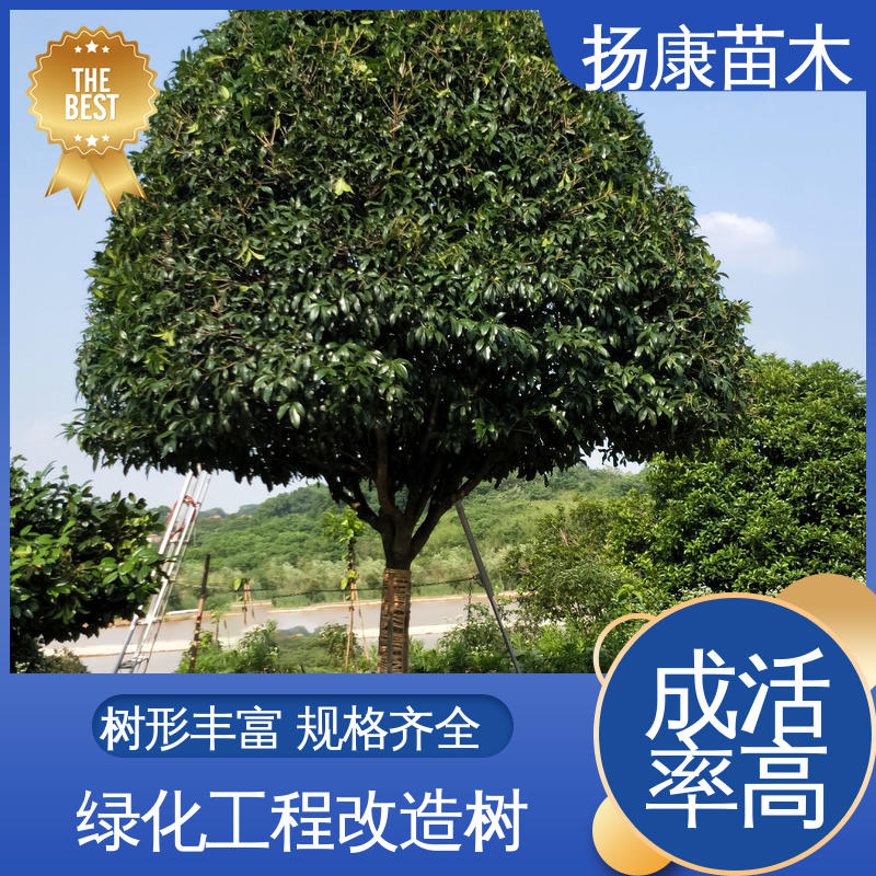 扬康苗木 基地供应 截杆移植香樟 园林绿化专用树 观赏价值高