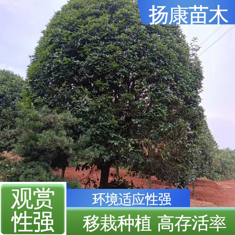 扬康苗木 基地供应 丛虫桂花 绿化工程行道树 观赏价值高