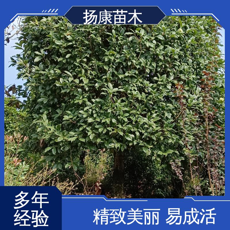 扬康苗木 基地供应 香樟批发 园林庭院造景植物 高端大气美观