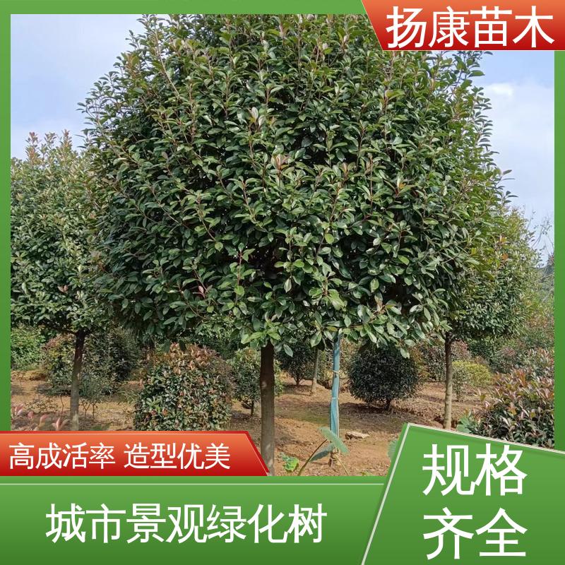 扬康苗木 红叶石楠球 绿化工程专用苗 精致美丽 易成活