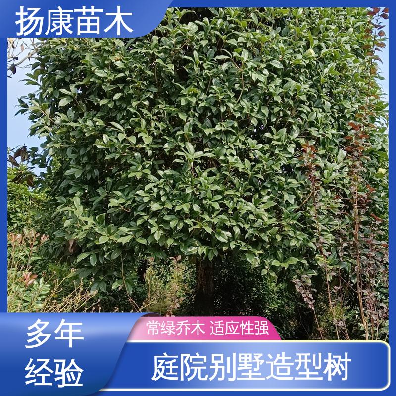 扬康苗木 基地供应 15公分香樟 绿化工程行道树 树形丰富 成活率高