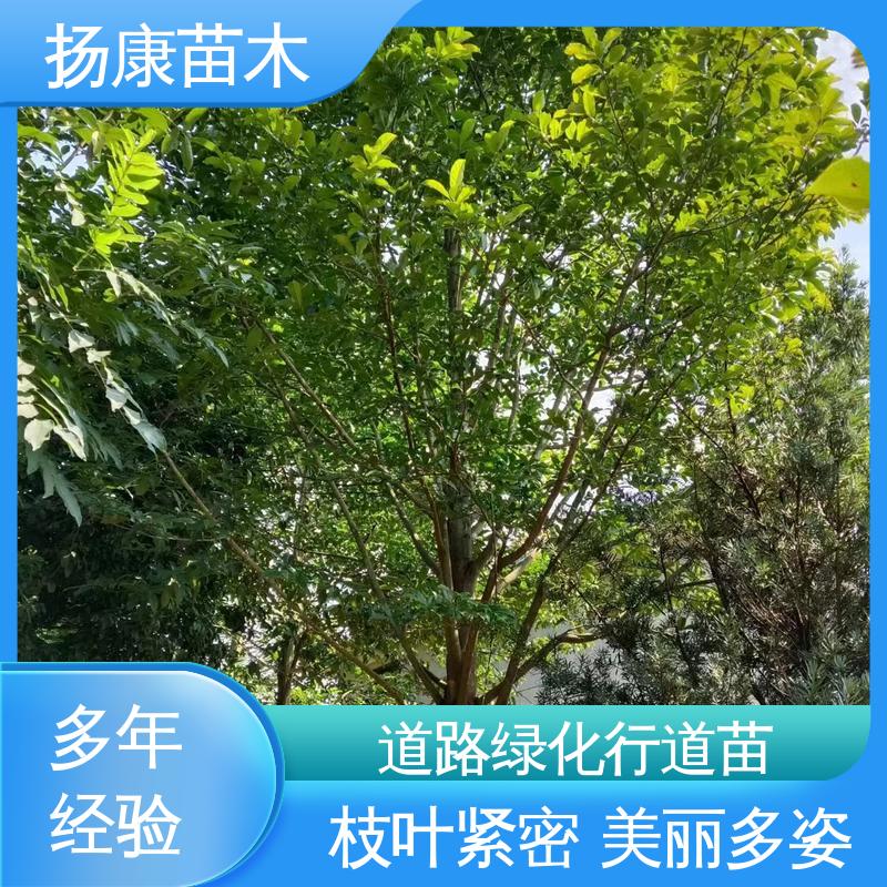 扬康苗木 18公分乐 昌含笑 绿化工程专用苗 环境适应性强