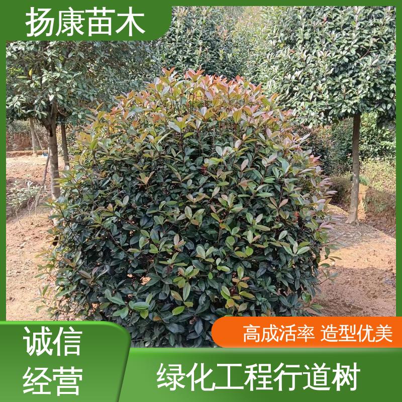 扬康苗木 红叶石楠 园林庭院造景植物 观赏价值高