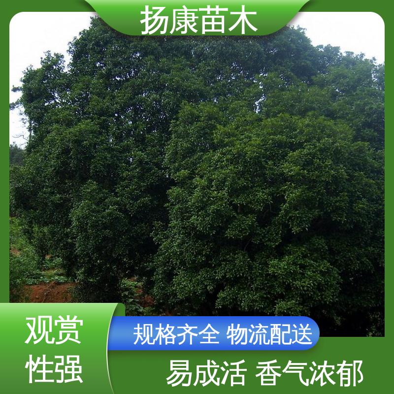 扬康苗木 15公分桂花 公园景区装饰露地盆栽 高成活率 规格齐全