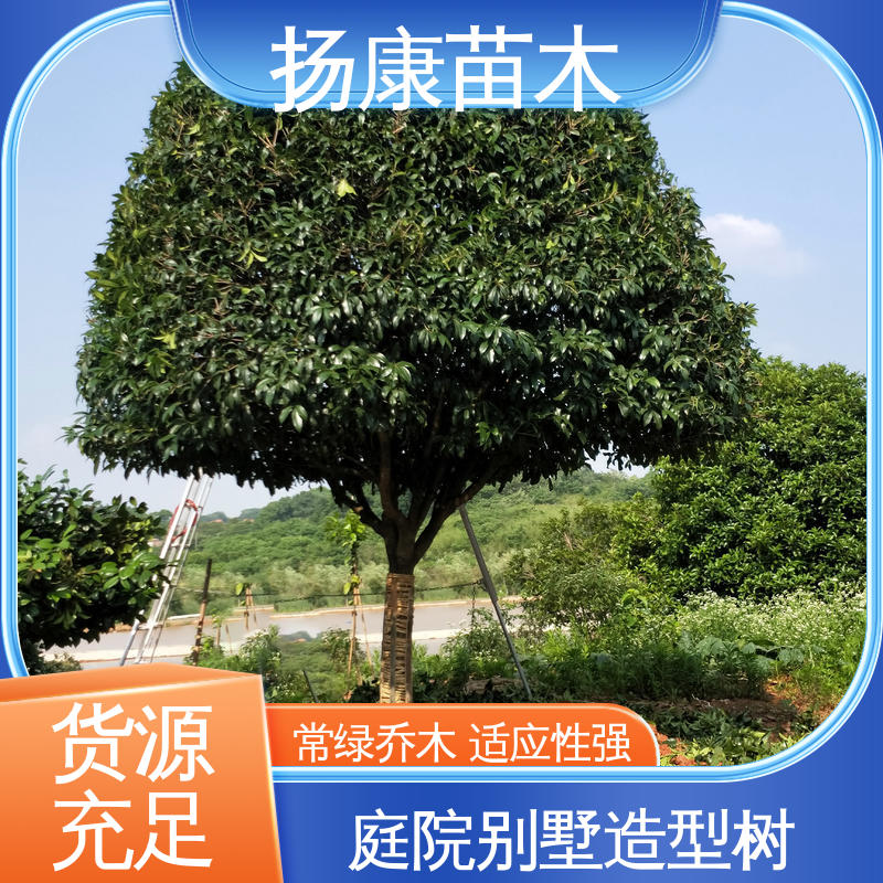 扬康苗木 基地供应 移植香樟 绿化工程专用苗 观赏价值高