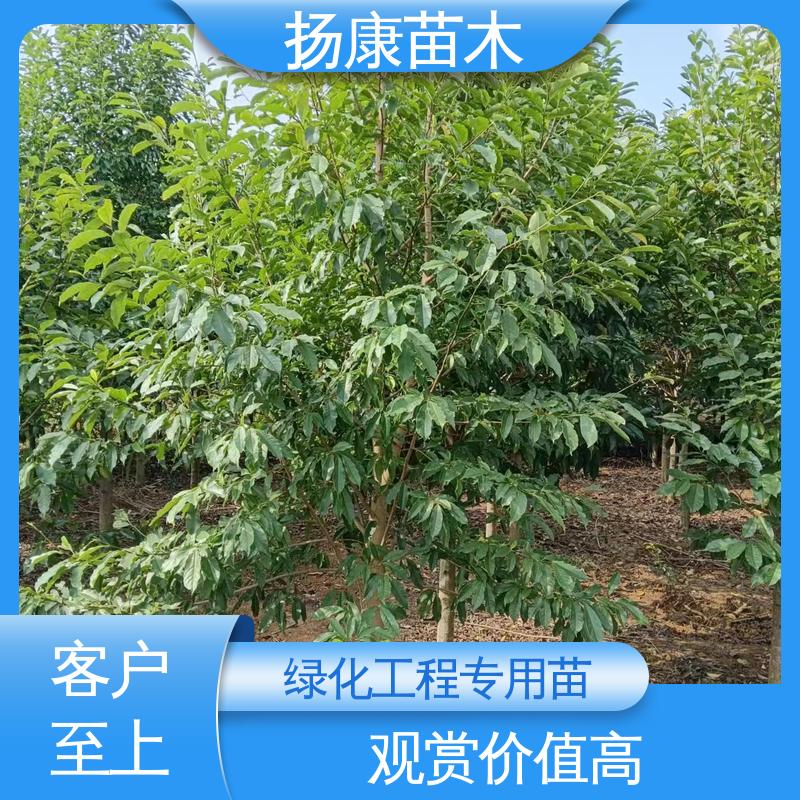 扬康苗木 基地供应 乐 昌含笑 绿化工程专用苗 精致美丽 易成活