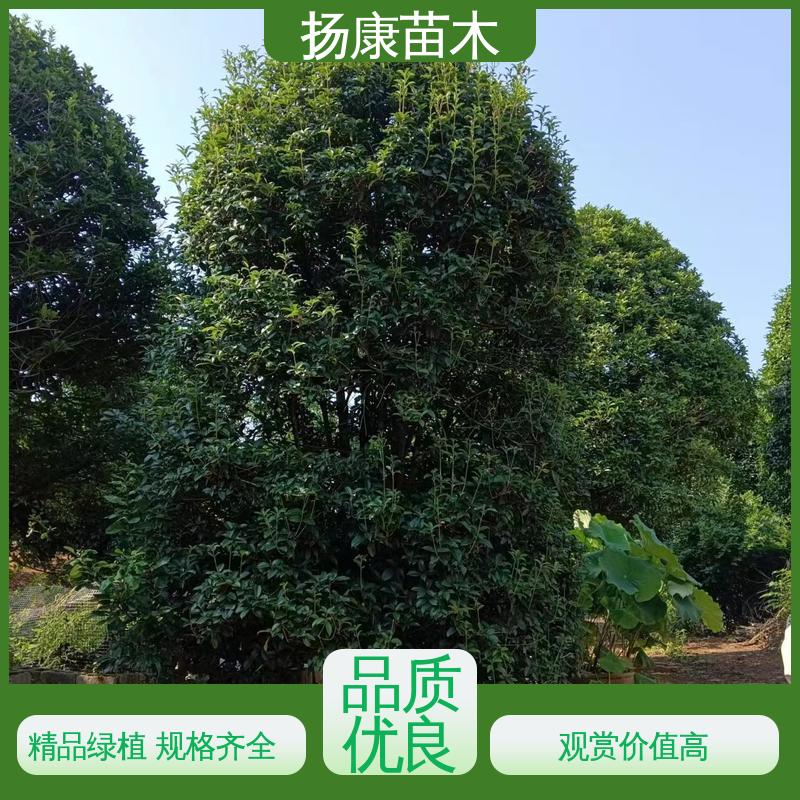 扬康苗木 基地供应 15公分桂花 道路绿化色块苗 造型优美 易成活