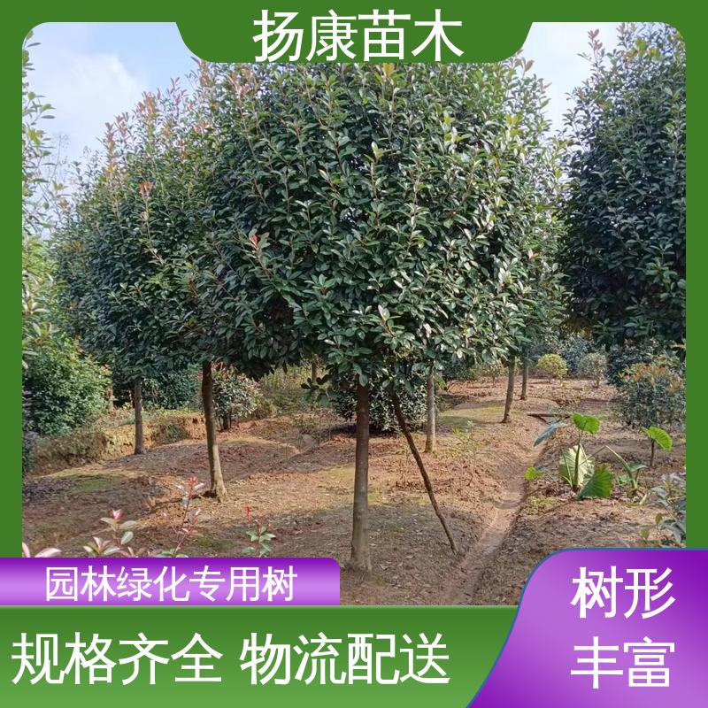 扬康苗木 红叶石楠树 园林绿化专用树 造型优美 易成活