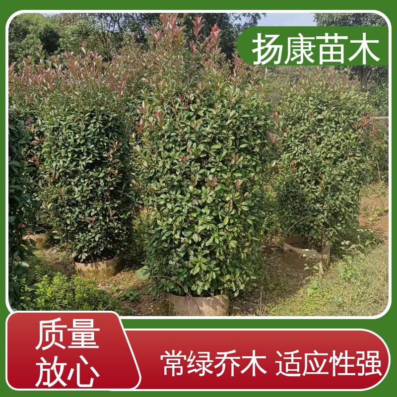 扬康苗木 基地供应 红叶石楠 园林景区栽植 精致美丽 易成活