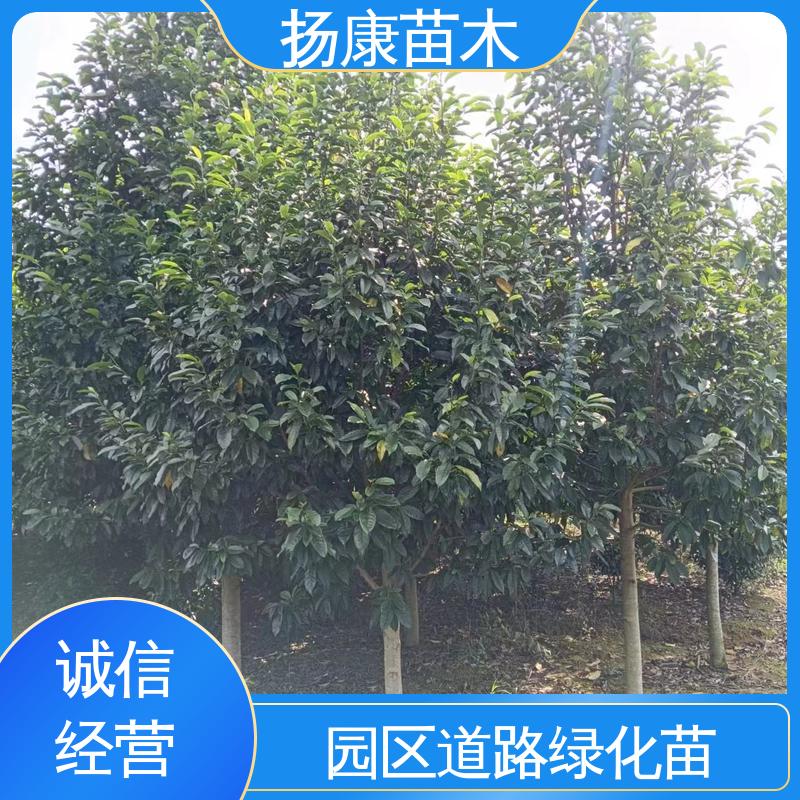 扬康苗木 基地供应 乐 昌含笑苗 道路绿化行道苗 造型优美 易成活