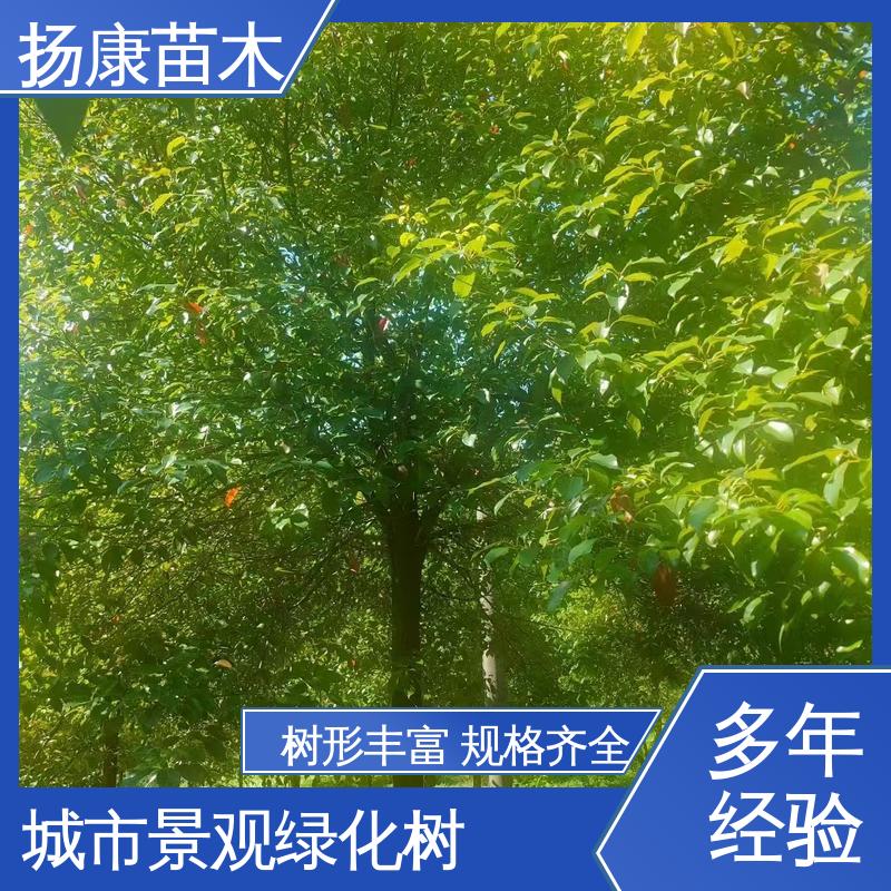 扬康苗木 基地供应 丛生香樟树 园林绿化专用树 树形丰富 成活率高