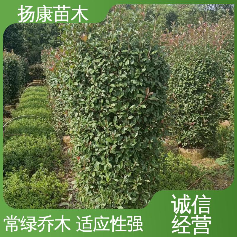 扬康苗木 红叶石楠球 道路绿化行道苗 观赏价值高