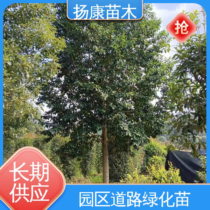 扬康苗木 基地供应 乐 昌含笑批发 绿化工程行道树 树形丰富 成活率高