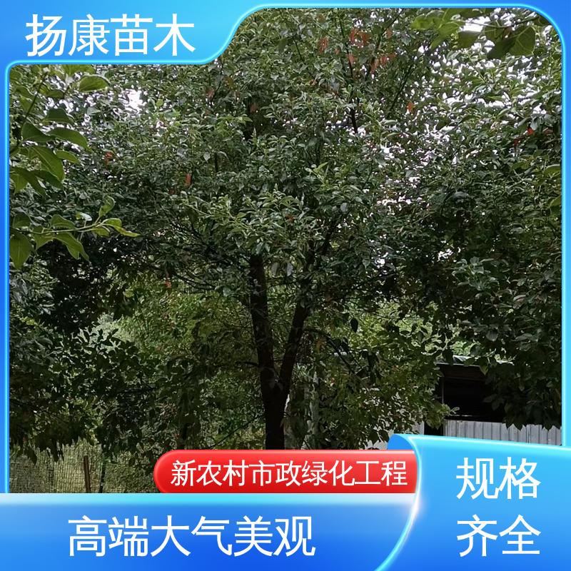 扬康苗木 四 川乐 昌含笑 园林庭院造景植物 适用性强 规格齐全
